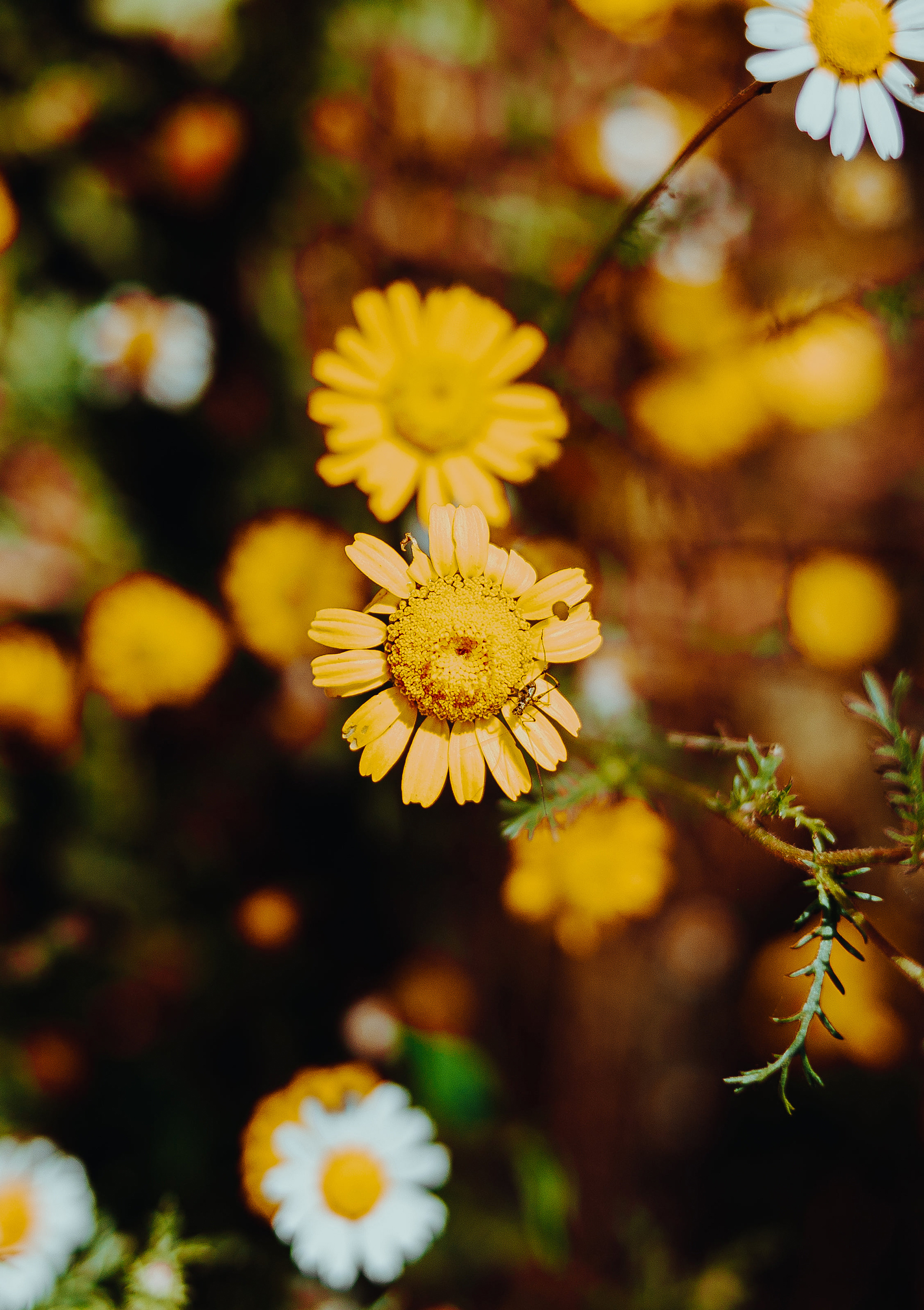 gele bloem